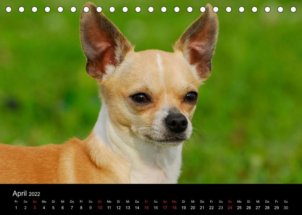 Weitere Ansicht: Chihuahua - Kleine Hunde ganz groß (Tischkalender 2022 DIN A5 quer) | Sigrid Starick