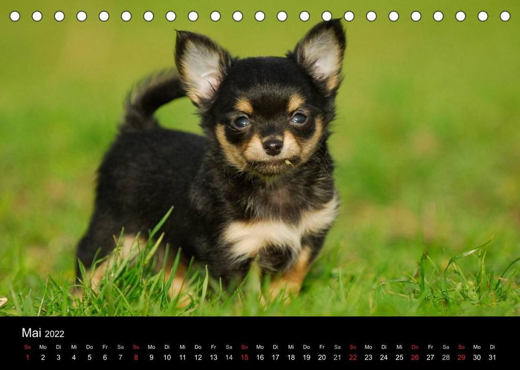 Weitere Ansicht: Chihuahua - Kleine Hunde ganz groß (Tischkalender 2022 DIN A5 quer) | Sigrid Starick