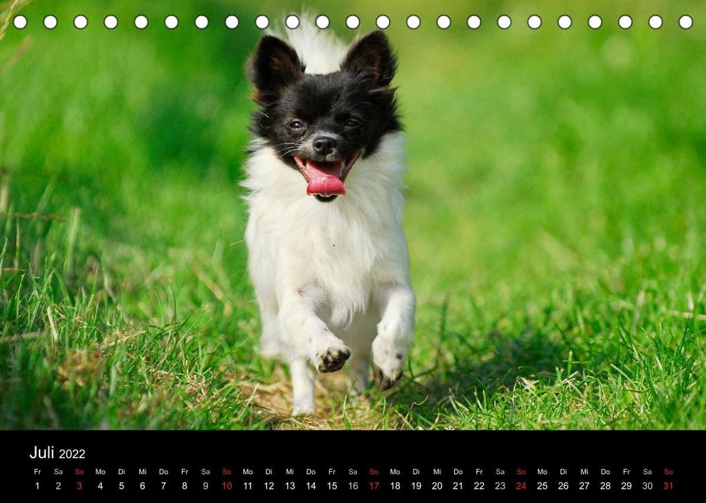 Weitere Ansicht: Chihuahua - Kleine Hunde ganz groß (Tischkalender 2022 DIN A5 quer) | Sigrid Starick