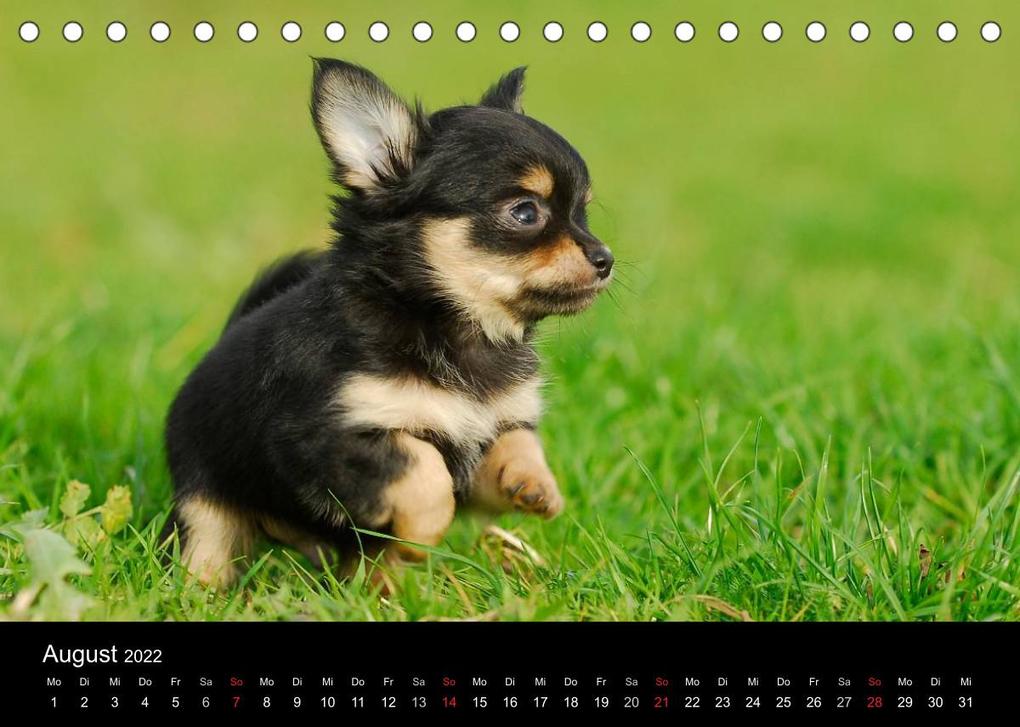 Weitere Ansicht: Chihuahua - Kleine Hunde ganz groß (Tischkalender 2022 DIN A5 quer) | Sigrid Starick