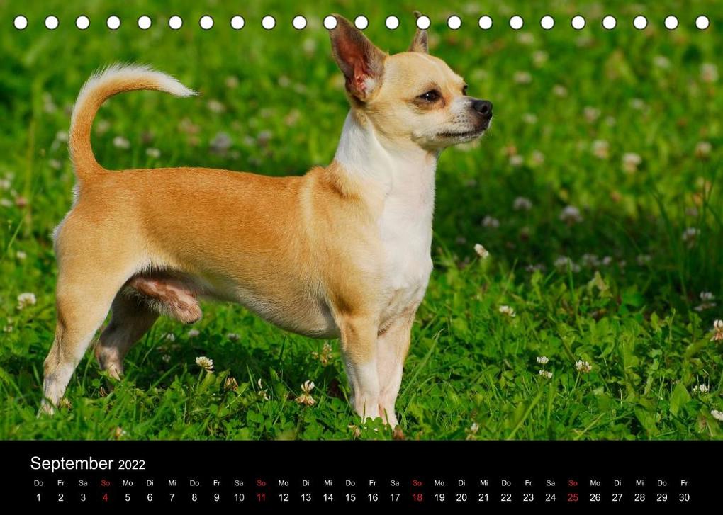 Weitere Ansicht: Chihuahua - Kleine Hunde ganz groß (Tischkalender 2022 DIN A5 quer) | Sigrid Starick