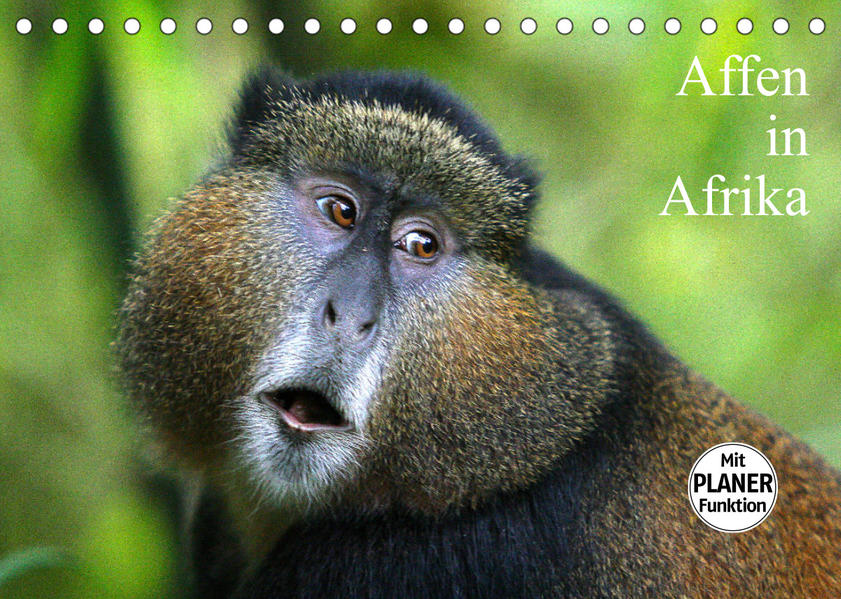 Affen in Afrika (Tischkalender 2022 DIN A5 quer) als Kalender