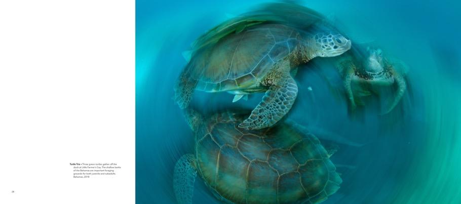 Weitere Ansicht: Wild Seas | Thomas Peschak