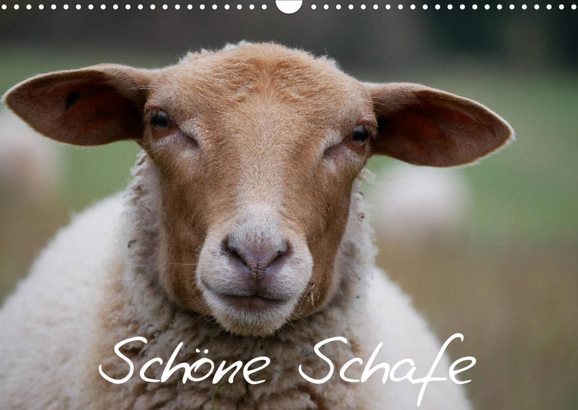 Schöne Schafe (Wandkalender 2022 DIN A3 quer) als Kalender