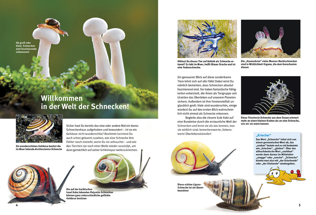 Weitere Ansicht: Entdecke die Schnecken | Kriton Kunz