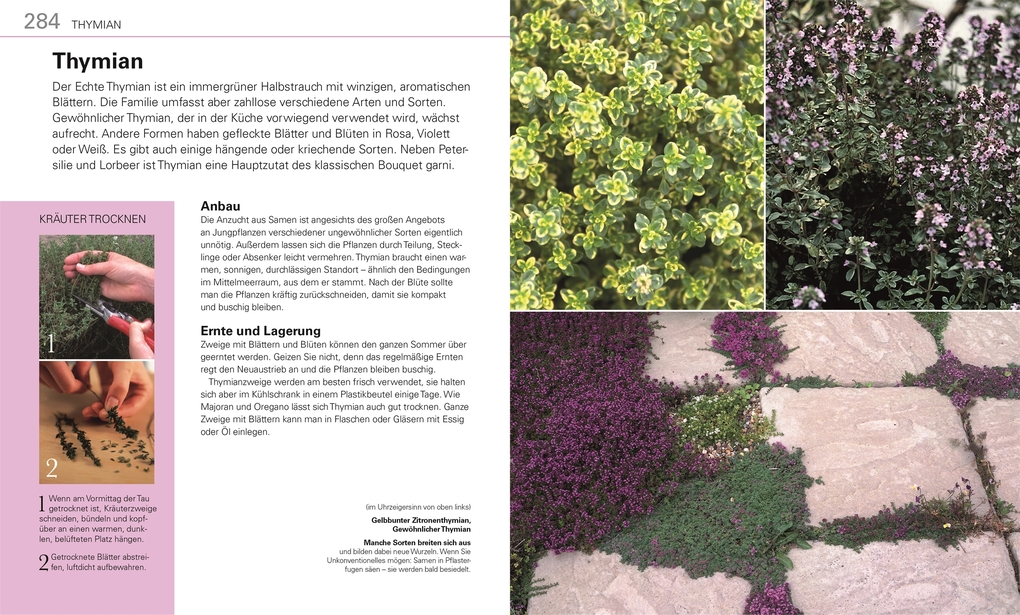 Weitere Ansicht: Gemüse für jeden Garten | Alan Buckingham