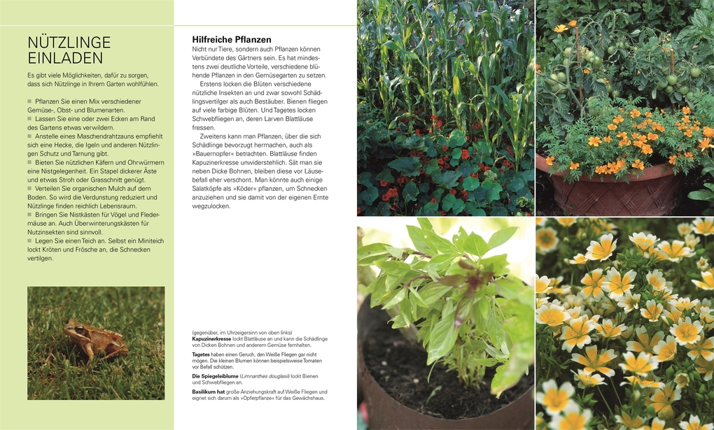 Weitere Ansicht: Gemüse für jeden Garten | Alan Buckingham