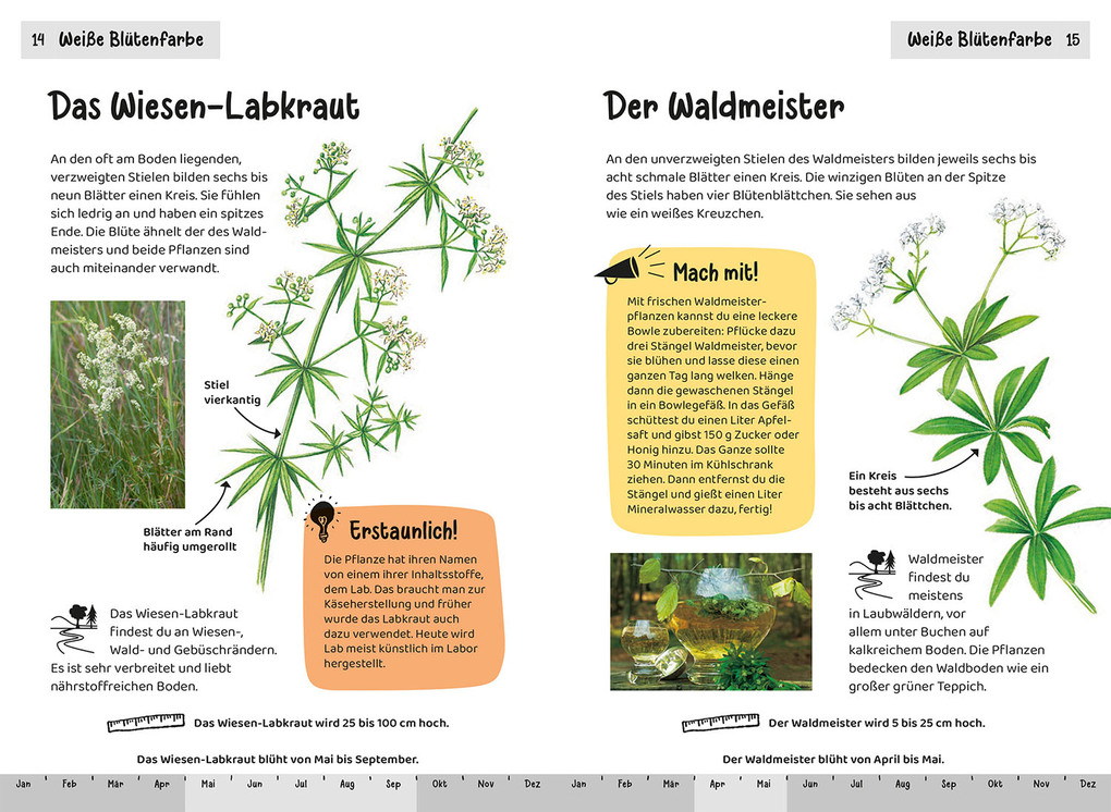 Weitere Ansicht: Was blüht denn da? Kindernaturführer | Ursula Stichmann-Marny, Heike Herrmann