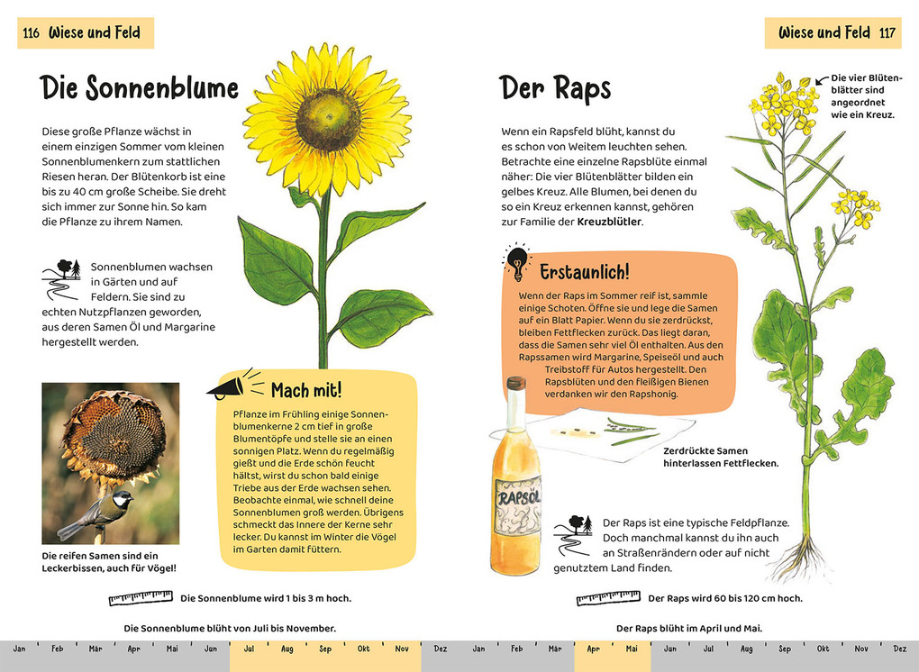 Weitere Ansicht: Tier- und Pflanzenführer. Kindernaturführer | Anita van Saan, Holger Haag, Bärbel Oftring