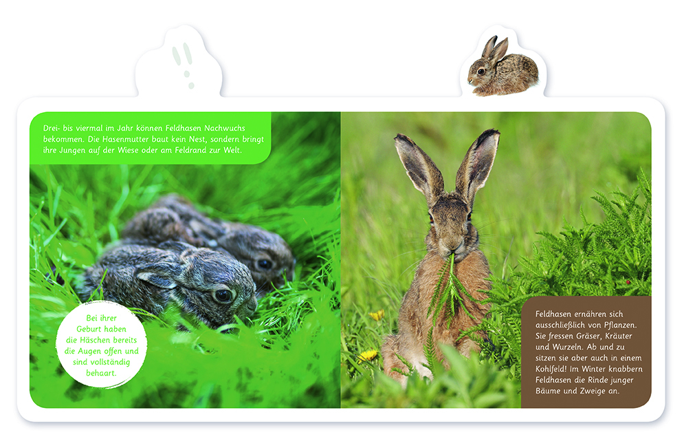 Weitere Ansicht: Der Hase