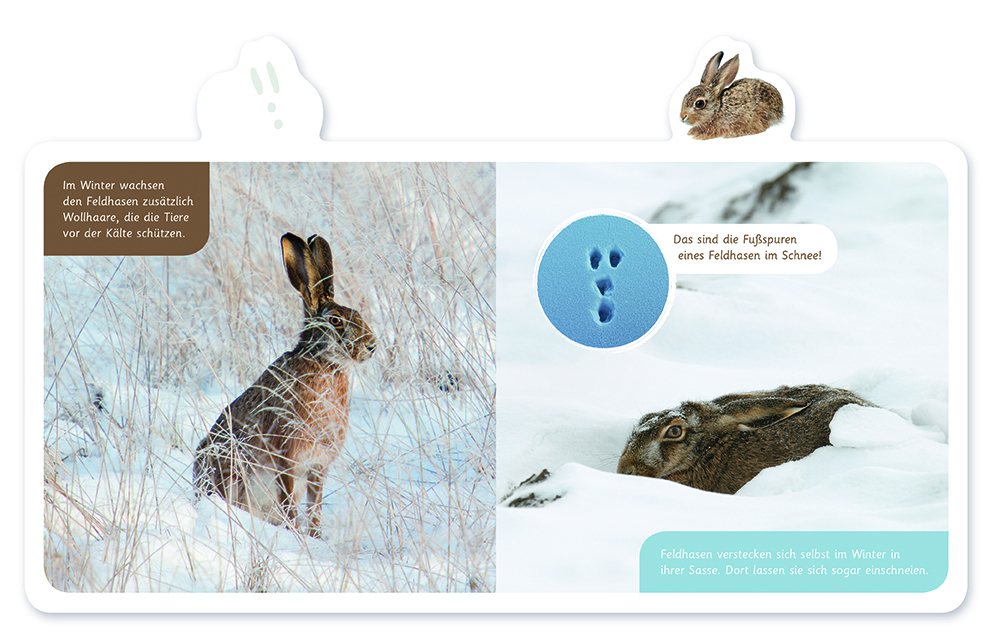Weitere Ansicht: Der Hase