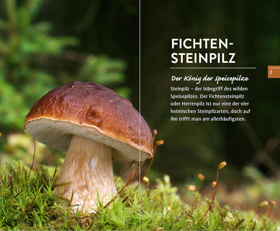 Weitere Ansicht: 10 Pilze | Gerhard Schuster, Christine Schneider