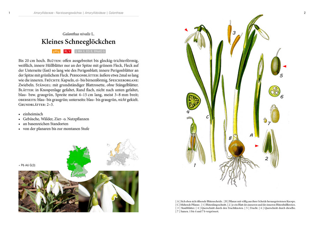 Weitere Ansicht: Frühblüher. Heimische Arten. | Oliver Tackenberg