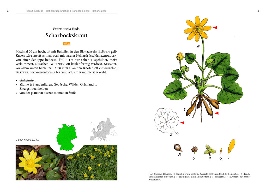 Weitere Ansicht: Frühblüher. Heimische Arten. | Oliver Tackenberg