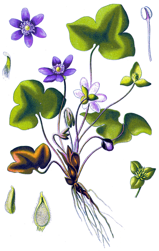 Weitere Ansicht: Frühblüher. Heimische Arten. | Oliver Tackenberg