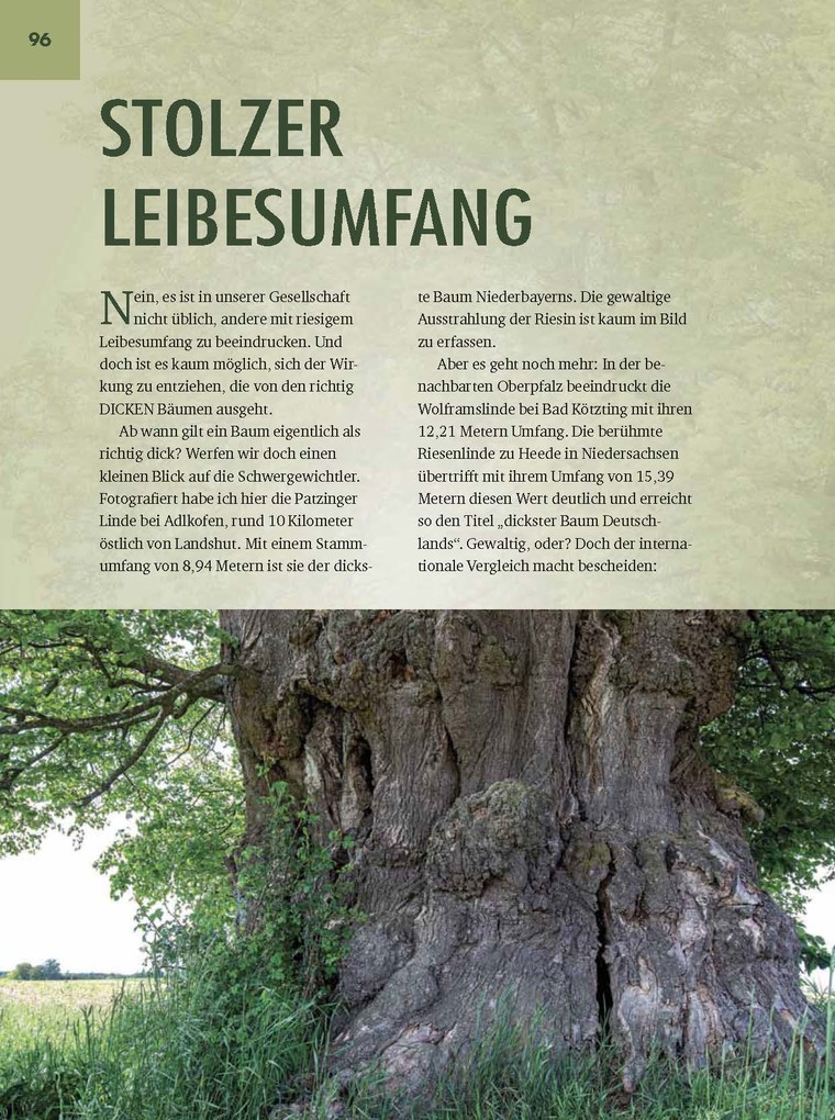 Weitere Ansicht: Faszinierende Bäume in Niederbayern | Jürgen Schuller