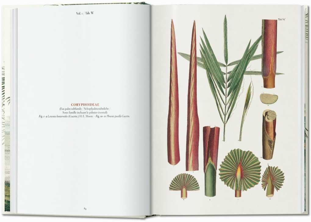 Weitere Ansicht: Martius. The Book of Palms | H. Walter Lack
