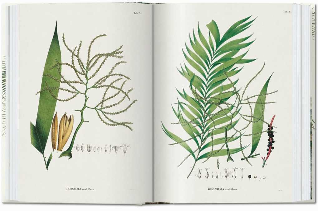 Weitere Ansicht: Martius. The Book of Palms | H. Walter Lack