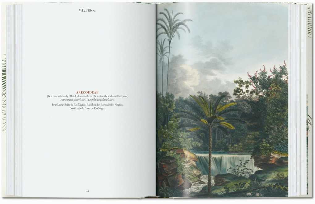Weitere Ansicht: Martius. The Book of Palms | H. Walter Lack