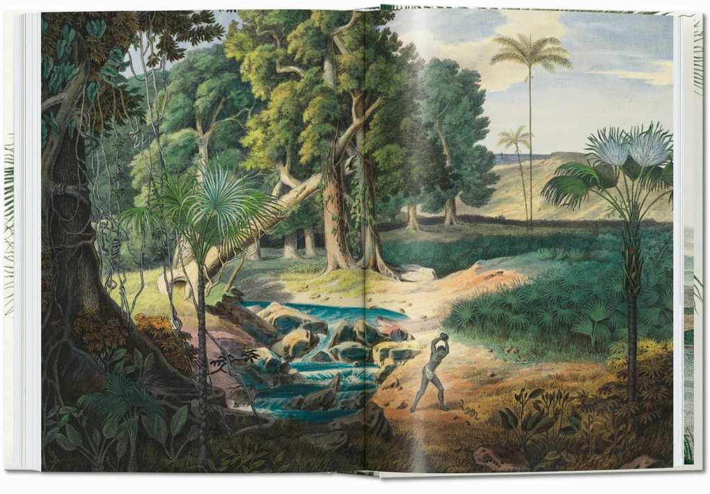 Weitere Ansicht: Martius. The Book of Palms | H. Walter Lack