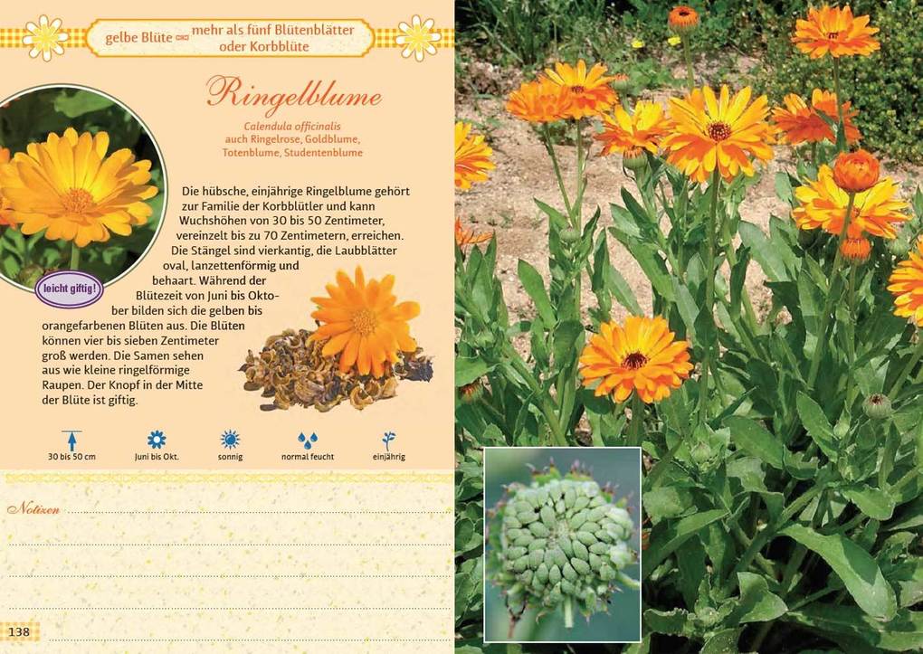 Weitere Ansicht: Mein Wildkräuterführer. Über 150 Wildpflanzen sammeln, erkennen & bestimmen. | Liesel Malm