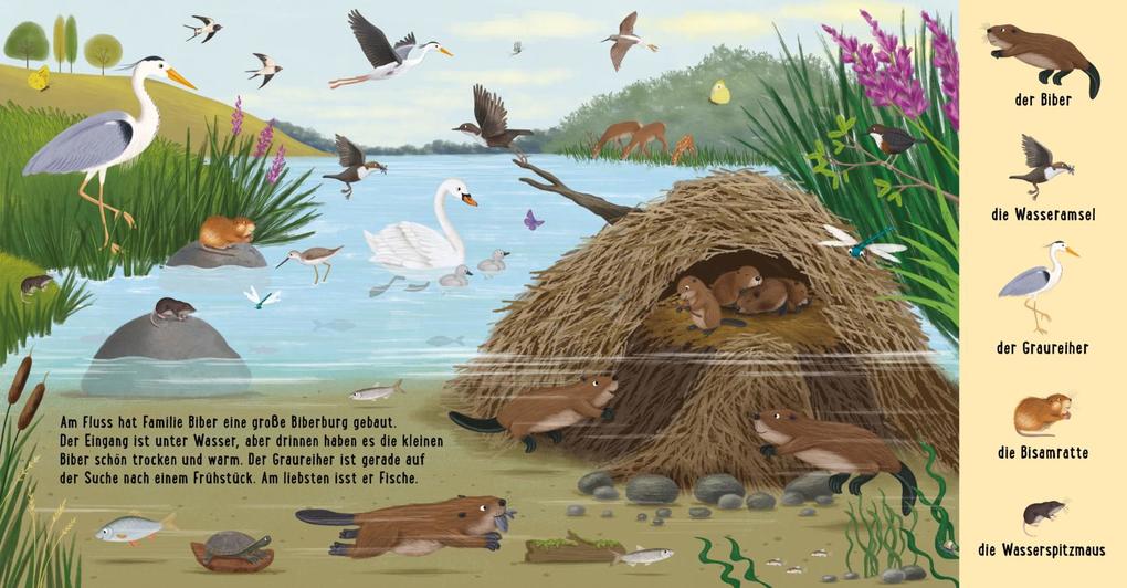 Weitere Ansicht: Mein erstes Natur-Wimmelbuch: Tiere am Wasser | Sibylle Schumann