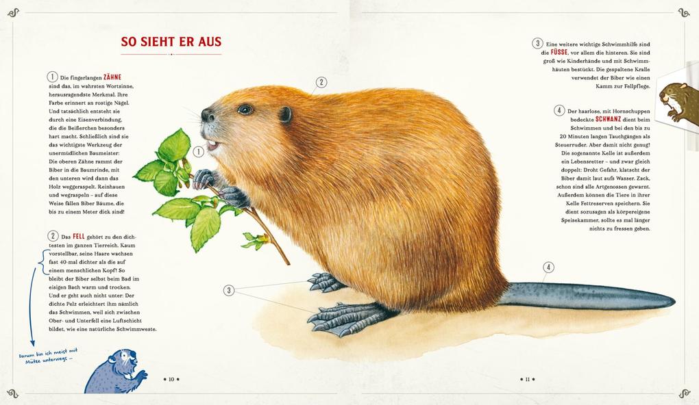 Weitere Ansicht: Die Schule der magischen Tiere: Mister Morrisons gesammeltes Tierwissen | Martin Verg, Margit Auer