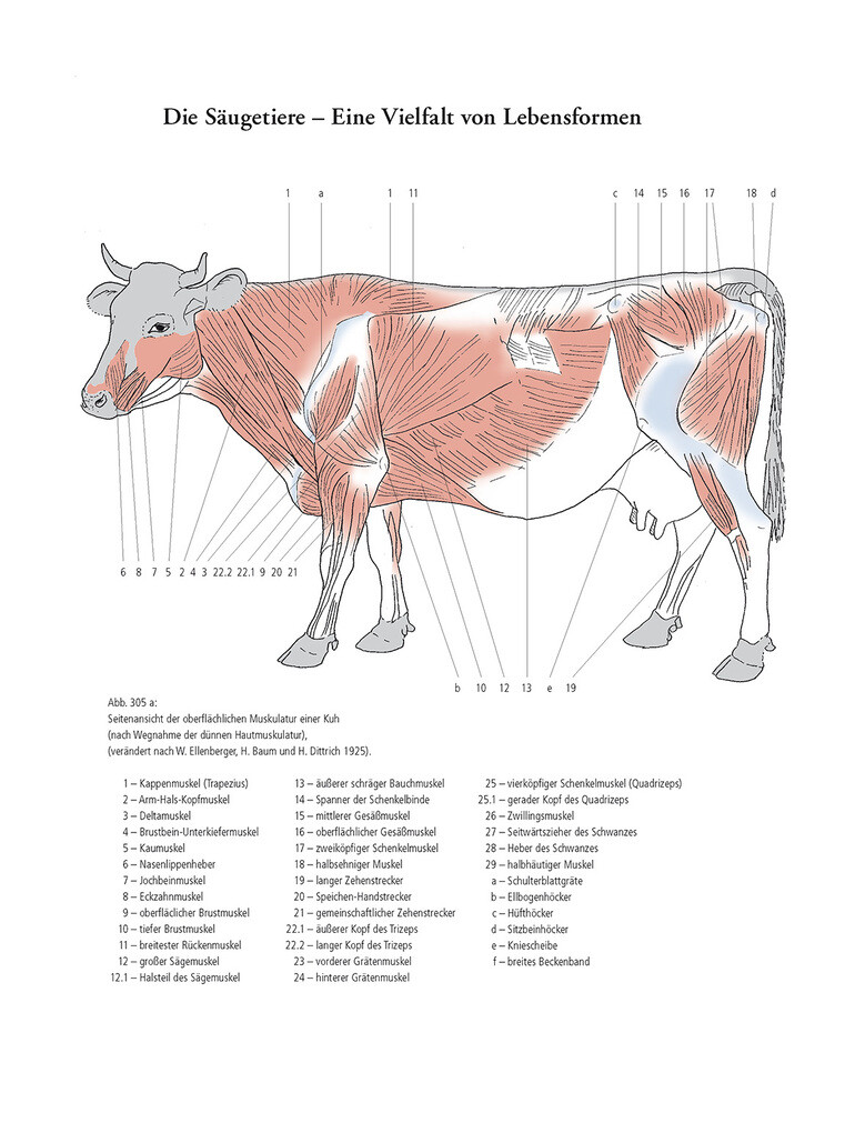 Weitere Ansicht: Gestalt und Anatomie | Prof. Manfred Zoller, Manfred Zoller