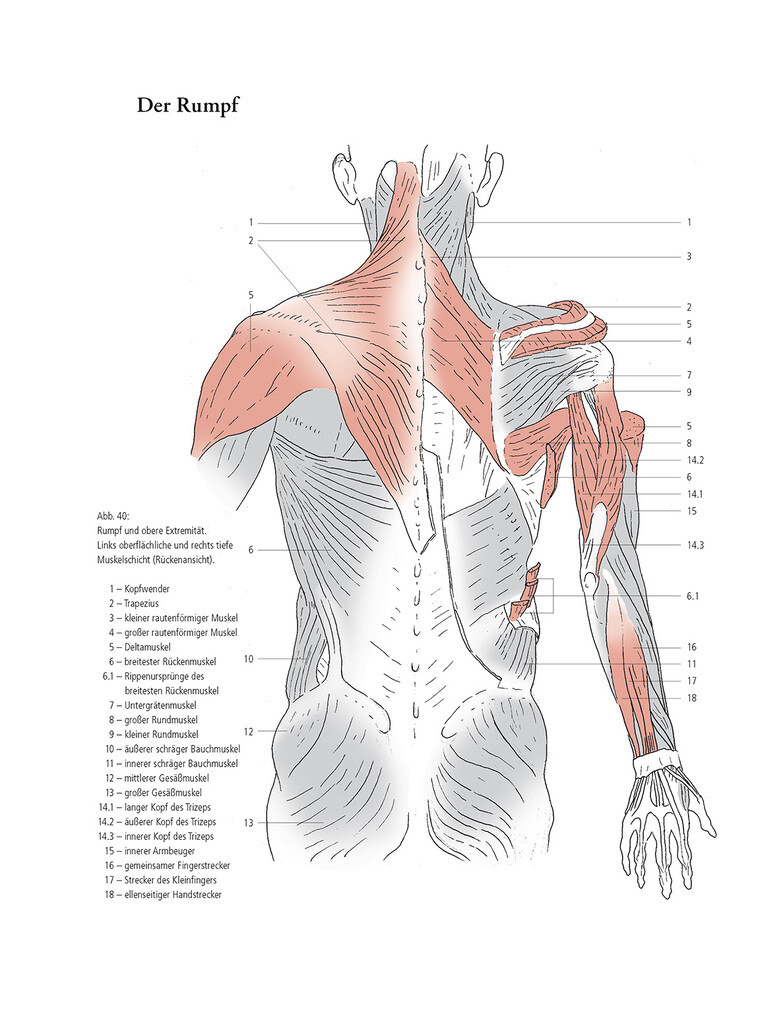 Weitere Ansicht: Gestalt und Anatomie | Prof. Manfred Zoller, Manfred Zoller