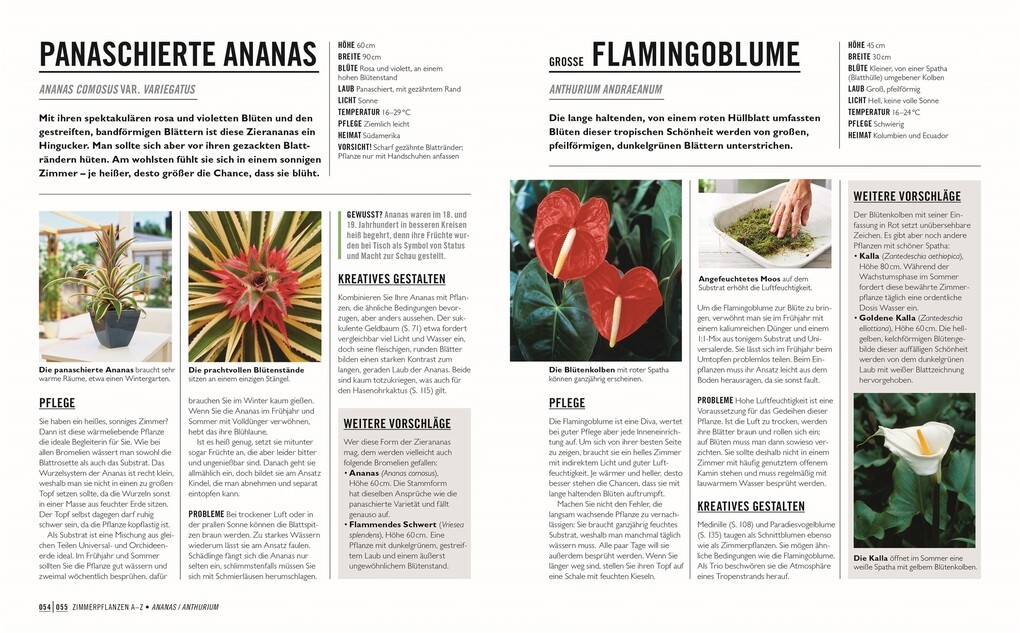Weitere Ansicht: Grünes Gartenwissen. Die schönsten Zimmerpflanzen | Tamsin Westhorpe