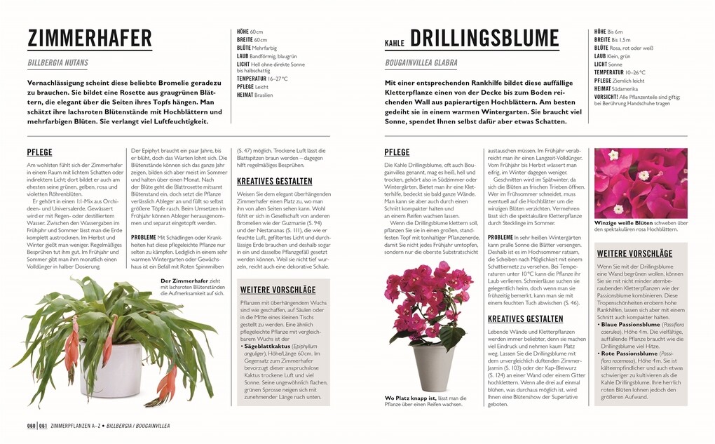 Weitere Ansicht: Grünes Gartenwissen. Die schönsten Zimmerpflanzen | Tamsin Westhorpe