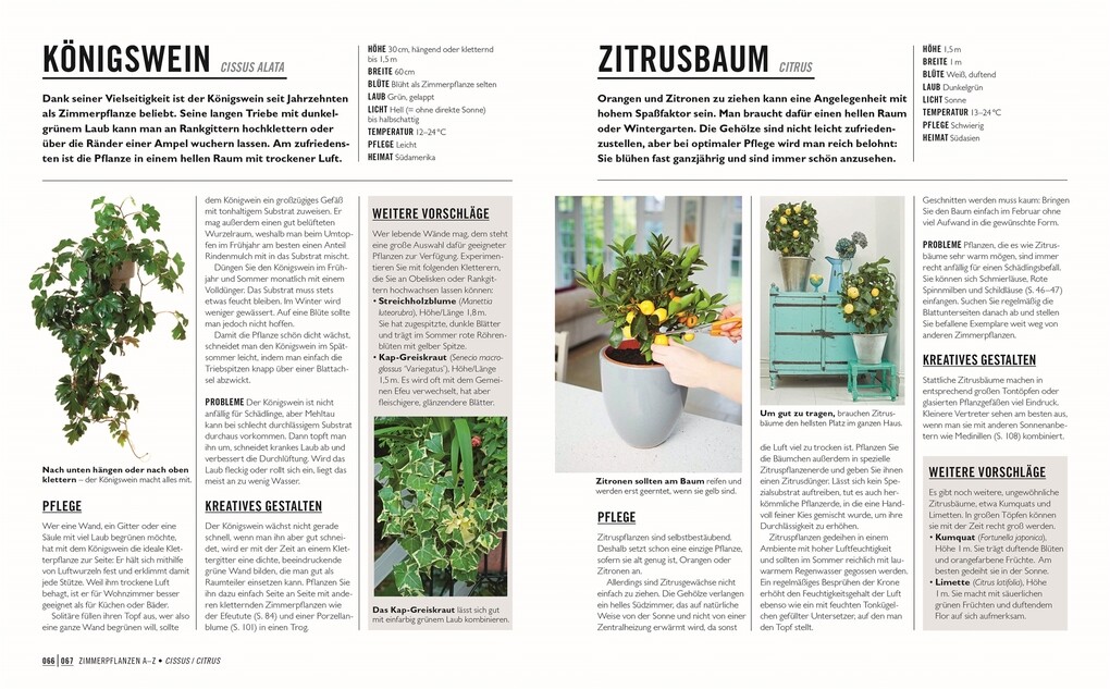 Weitere Ansicht: Grünes Gartenwissen. Die schönsten Zimmerpflanzen | Tamsin Westhorpe