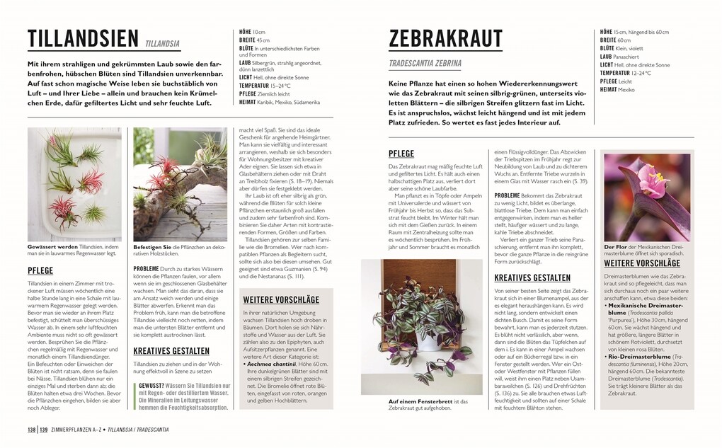Weitere Ansicht: Grünes Gartenwissen. Die schönsten Zimmerpflanzen | Tamsin Westhorpe