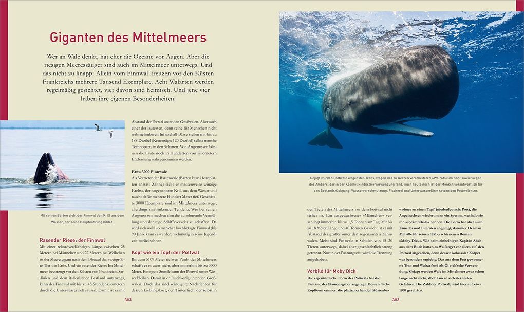 Weitere Ansicht: KUNTH Bildband Safari Europa | Martin H. Petrich