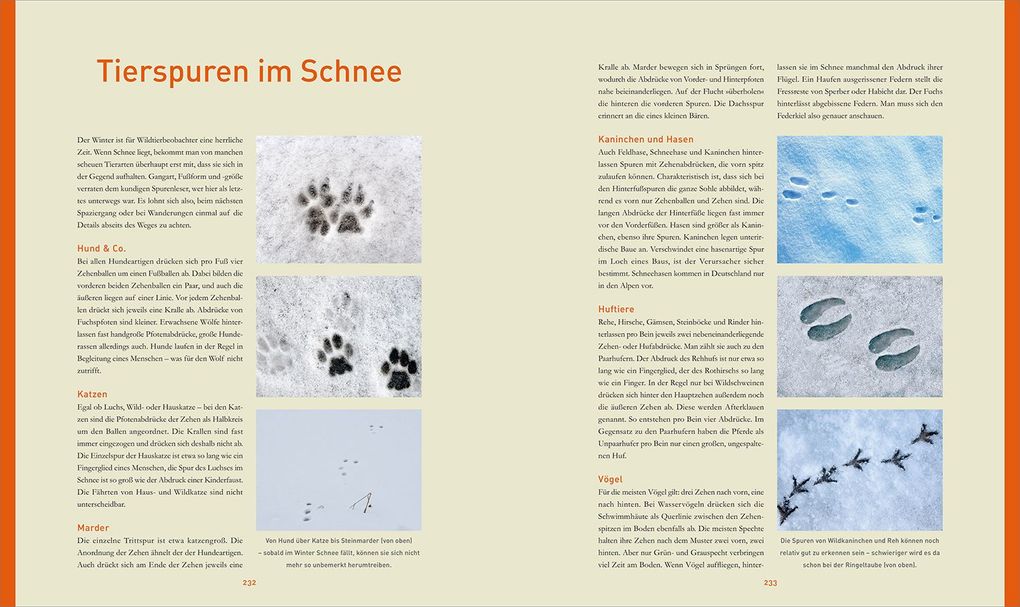 Weitere Ansicht: KUNTH Bildband Safari Europa | Martin H. Petrich