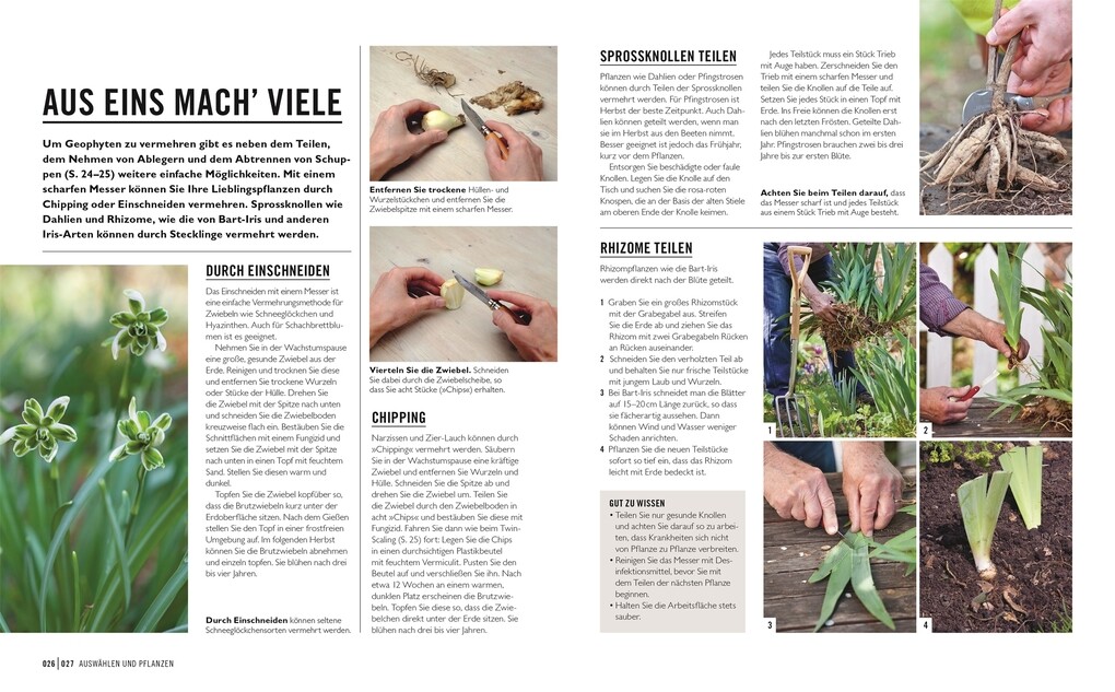 Weitere Ansicht: Grünes Gartenwissen. Zwiebel- und Knollenpflanzen | Stephanie Mahon