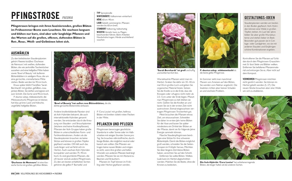 Weitere Ansicht: Grünes Gartenwissen. Zwiebel- und Knollenpflanzen | Stephanie Mahon