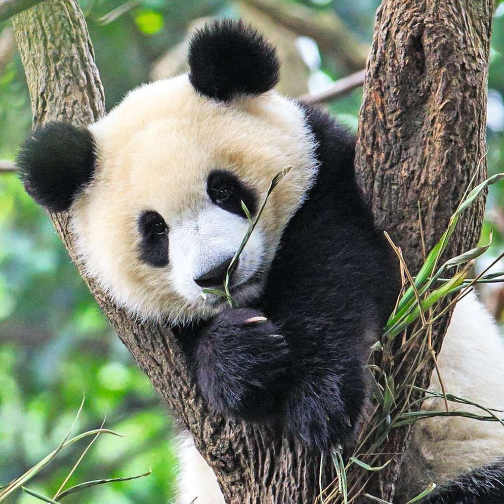 Weitere Ansicht: Ravensburger - Panda, Tiger und Löwe, 49 Teile