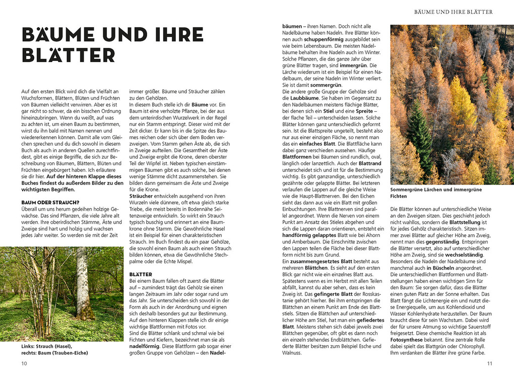 Weitere Ansicht: Die siehst du! Bäume | Margot Spohn