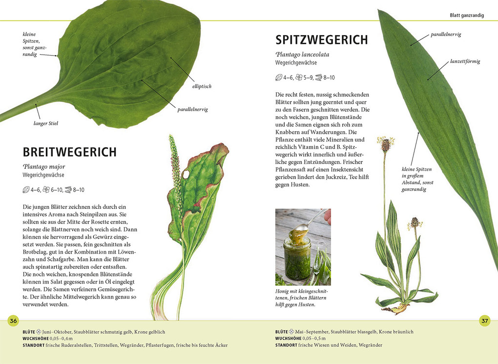 Weitere Ansicht: Wildkräuter am Blatt erkennen | Meike Bosch