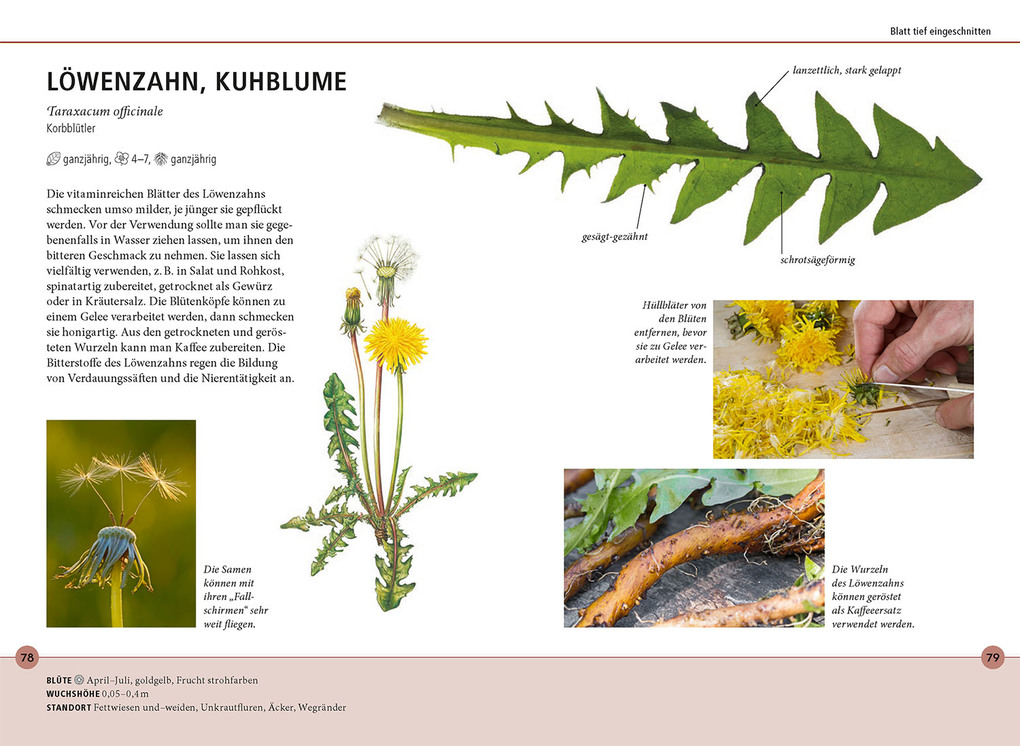 Weitere Ansicht: Wildkräuter am Blatt erkennen | Meike Bosch