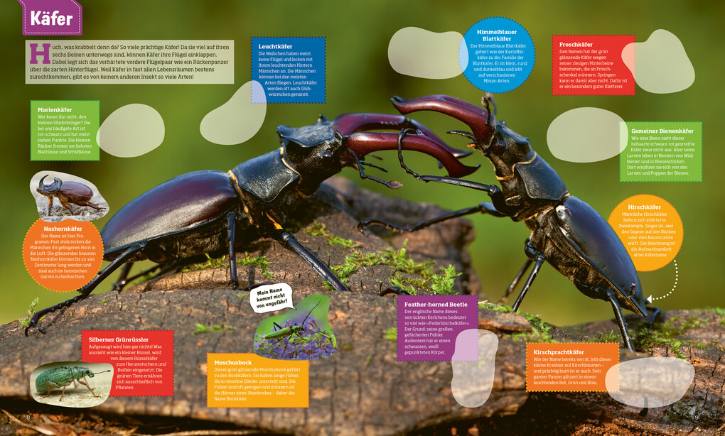Weitere Ansicht: WAS IST WAS Stickerheft Insekten | Linda Thiele, Christina Braun