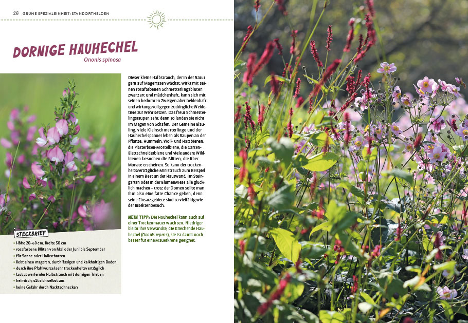 Weitere Ansicht: Superpflanzen | Elke Schwarzer