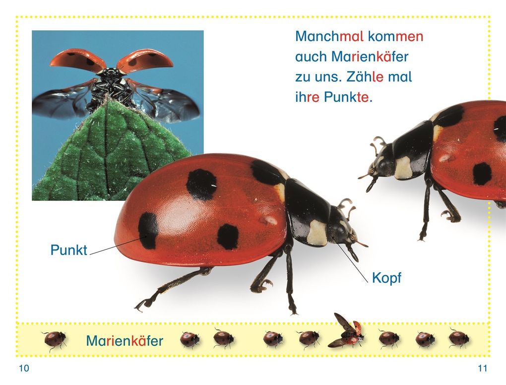 Weitere Ansicht: SUPERLESER! Wer versteckt sich im Garten?