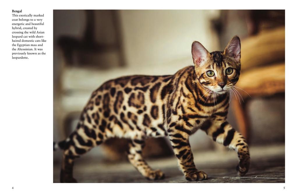 Weitere Ansicht: Cats | Julianna Photopoulos