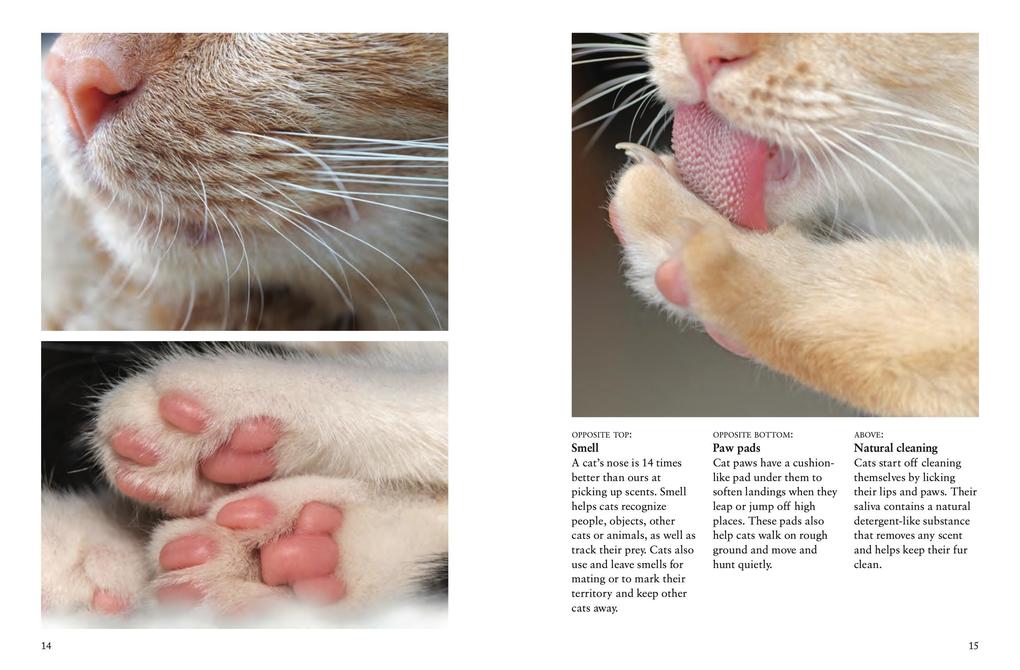Weitere Ansicht: Cats | Julianna Photopoulos