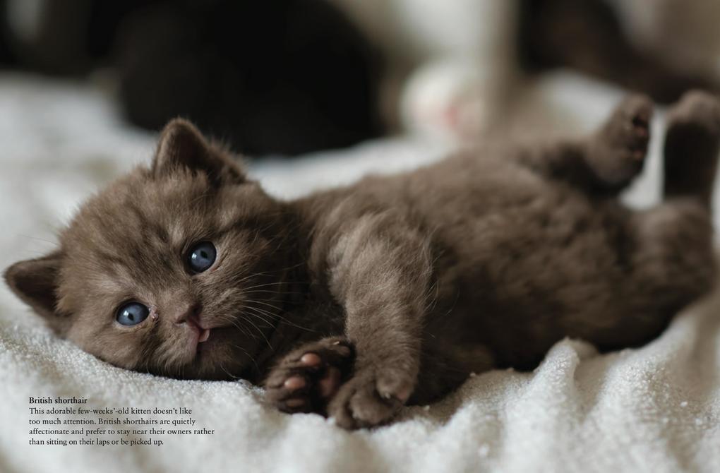 Weitere Ansicht: Cats | Julianna Photopoulos