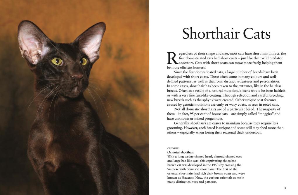Weitere Ansicht: Cats | Julianna Photopoulos