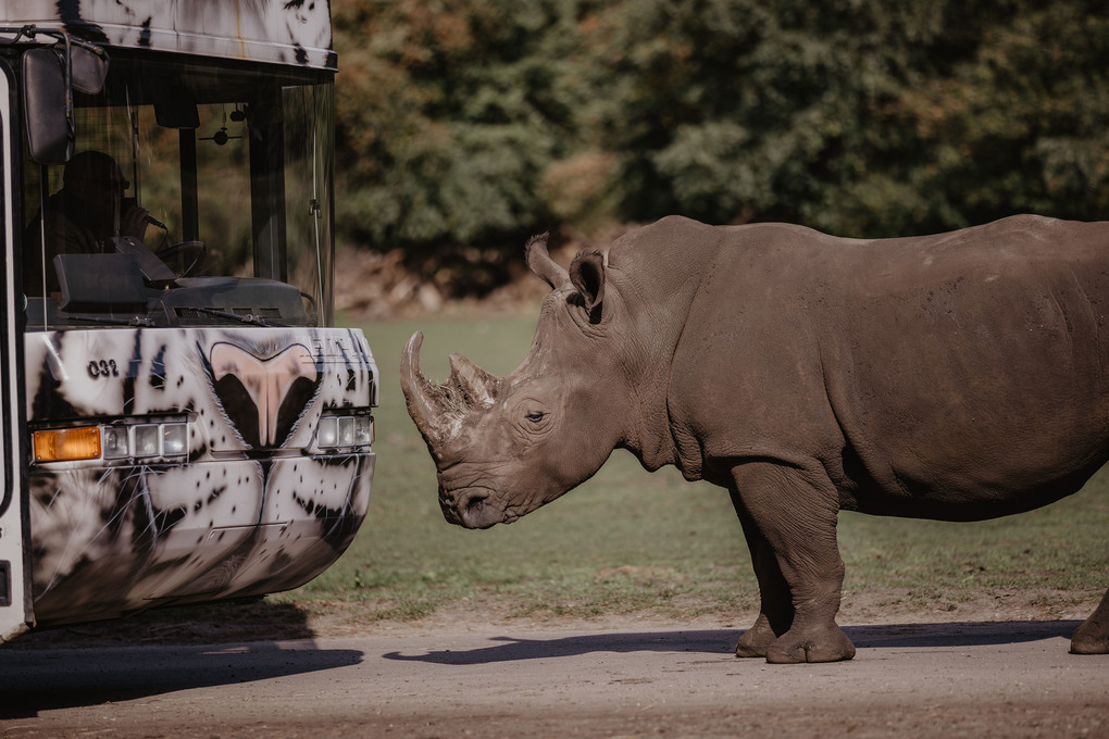 Weitere Ansicht: Die Safari meines Lebens | Fabrizio Sepe
