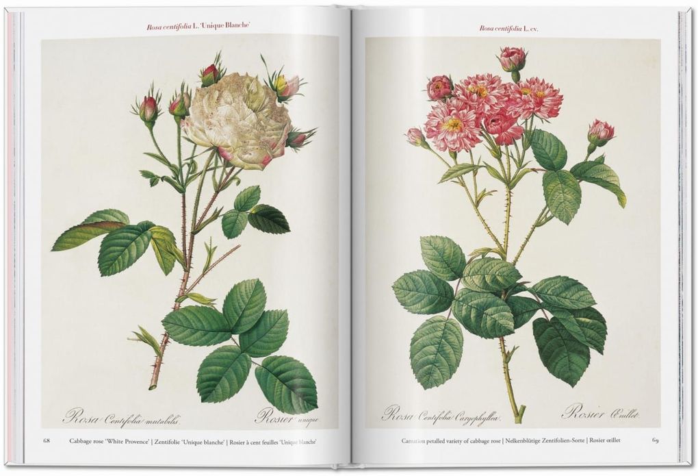 Weitere Ansicht: Redouté. Roses | H. Walter Lack
